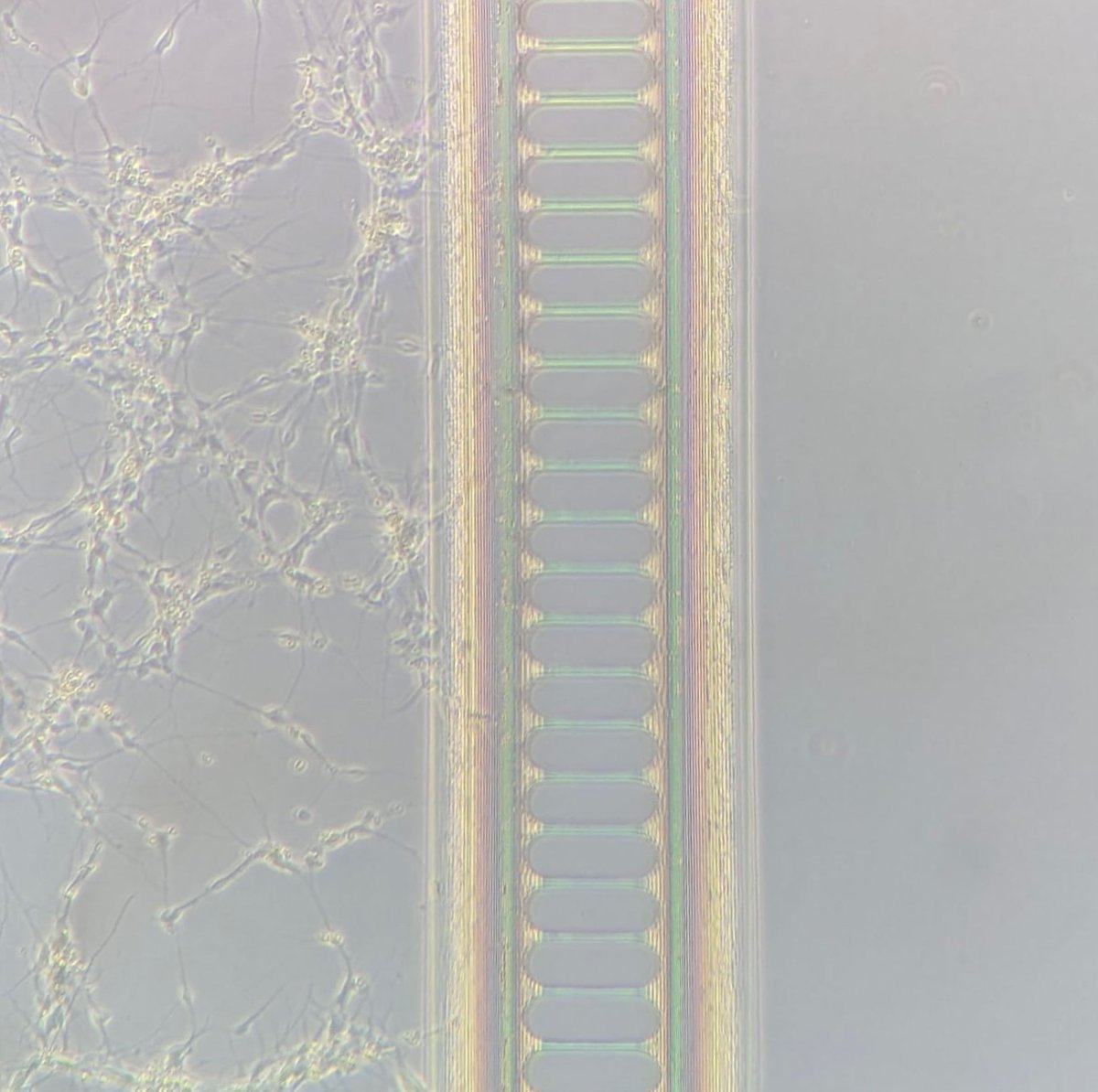 Helen Devine (@helendevine10) on Twitter photo Why did the motor neuron cross the microfluidic?
If you (i) have a witty punchline (ii) fancy doing a PhD with me to investigate (iii) both?!? please get in touch
findaphd.com/phds/project/p…
<a href="/MitoResearch/">Mito Research</a> <a href="/NeuroNCL/">NCL Neuroscience</a> <a href="/AdamCreigh/">Adam Creigh</a>
#mnd #research #phd Why did the motor neuron cross the microfluidic?
If you (i) have a witty punchline (ii) fancy doing a PhD with me to investigate (iii) both?!? please get in touch
findaphd.com/phds/project/p…
<a href="/MitoResearch/">Mito Research</a> <a href="/NeuroNCL/">NCL Neuroscience</a> <a href="/AdamCreigh/">Adam Creigh</a>
#mnd #research #phd