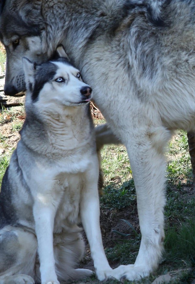 A husky next to a wolf. 🤯 My entire life I thought they were the size of dogs. I’ve been heavily mistaken.