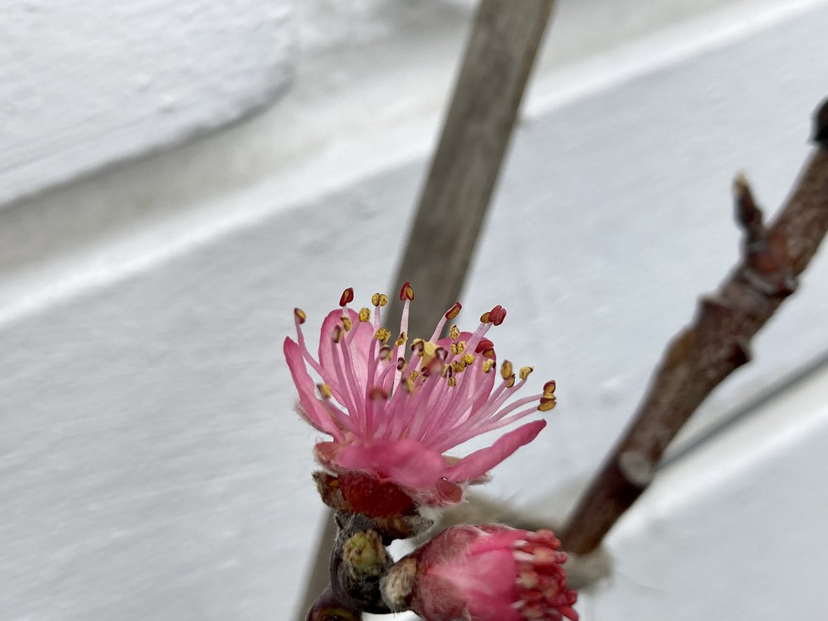 MatronsVeggies's tweet photo. Peach blossom - pollination can be a problem this early but I grow a large rosemary next to it which is also in flower. Early #pollinators doing their job 🍑 #perfectforpollinators #gyo https://t.co/dXr81SHVGd
