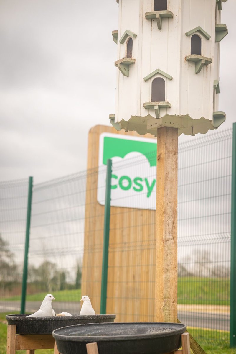 The Cosy doves have been enjoying some fun in the tuff spot today! #cosytuffspot