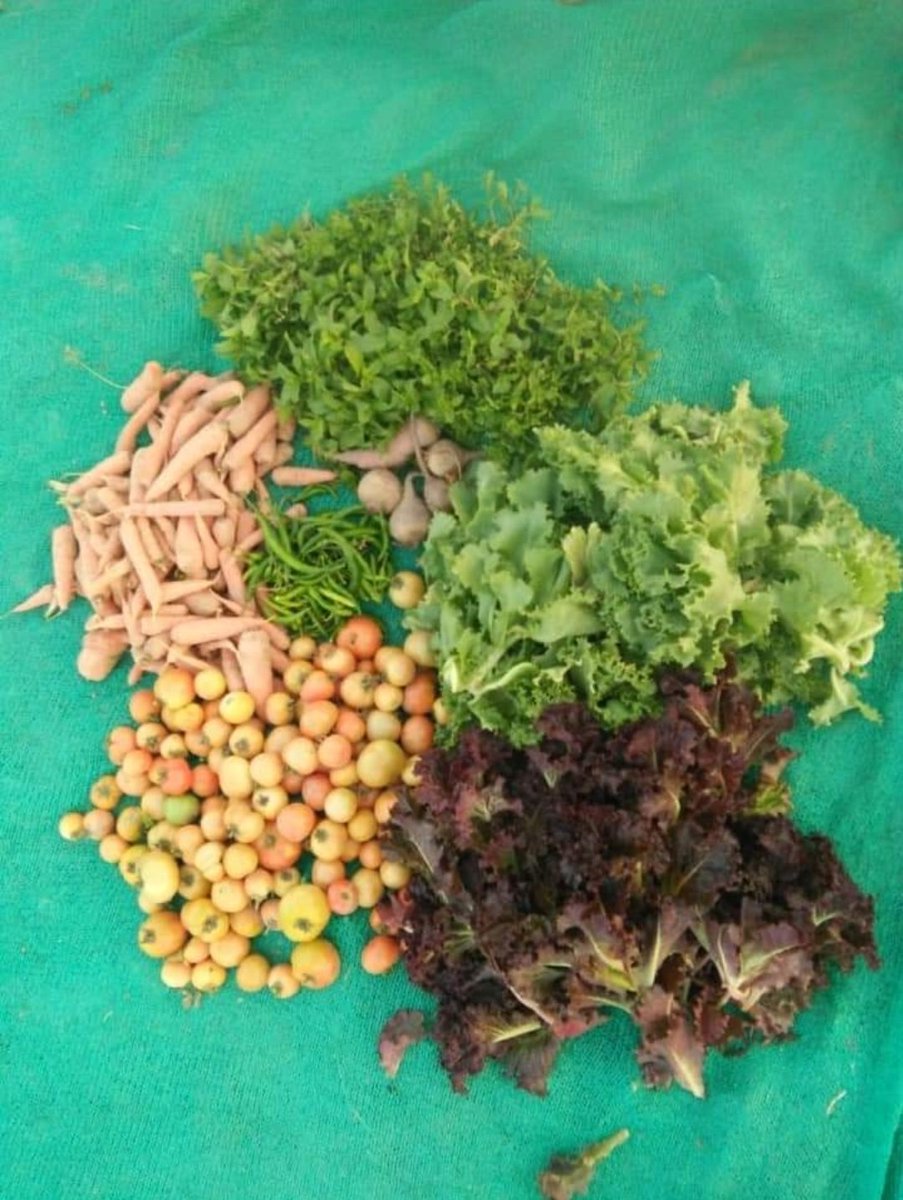 jha_yatendra's tweet photo. #SmartFarmers @NoidaNaturally @jaivikgurugram invites you to join a day workshop by a global #Farmer in research for 15 yrs on indigenous #SeedsBank #SoilHealth ground #WaterRecharge & health benefits of regenerative #Seeds let's grow our own #FoodForests 4 #JustHappiness https://t.co/3BWr5ehwLb