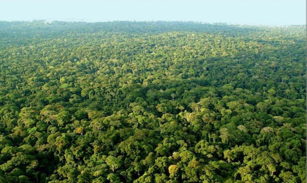 Aujourd'hui c'est la journée internationale de la forêt.
Valorisons notre forêt par une conservation rationnelle &amp; équilibrée La forêt est le berceau de notre culture, de notre patrimoine ancestral, de nos us et coutumes, de notre épopée, de nos rites.
<a href="/PresidentABO/">Ali Bongo Ondimba</a> <a href="/Sylviabongo/">Sylvia Bongo Ondimba</a>