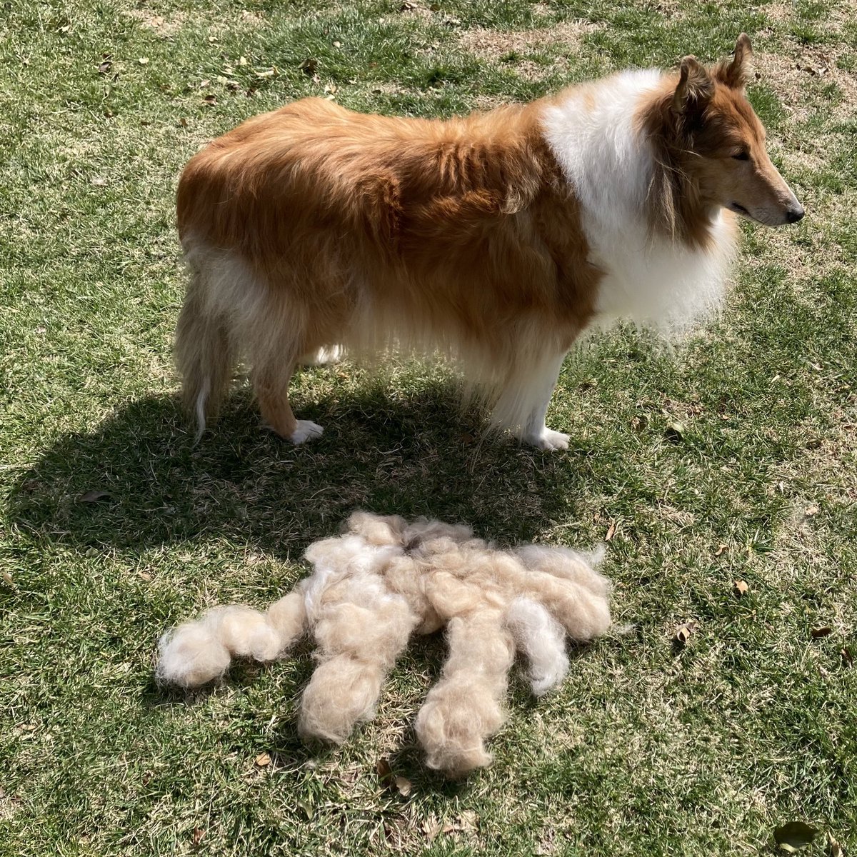 🐑 Baa, we heard it was lambing season and it seems I’ve created a mini-me that looks like a lamb 🐑 from the recent brushing of my shedding hair! 
#meandminime 

#roughcollie #collie #doghairgonewild #doghair