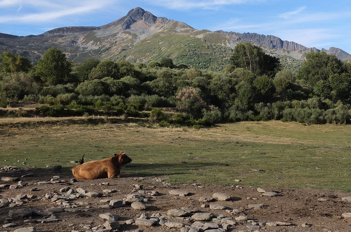 asodebi's tweet photo. 🌳Abedules, robles, hayas, fresnos, avellanos y tejos, son los árboles más presentes en los bosques del municipio de #Salientes. #Bierzo #BierzoRural https://t.co/xL2ThwhIUy