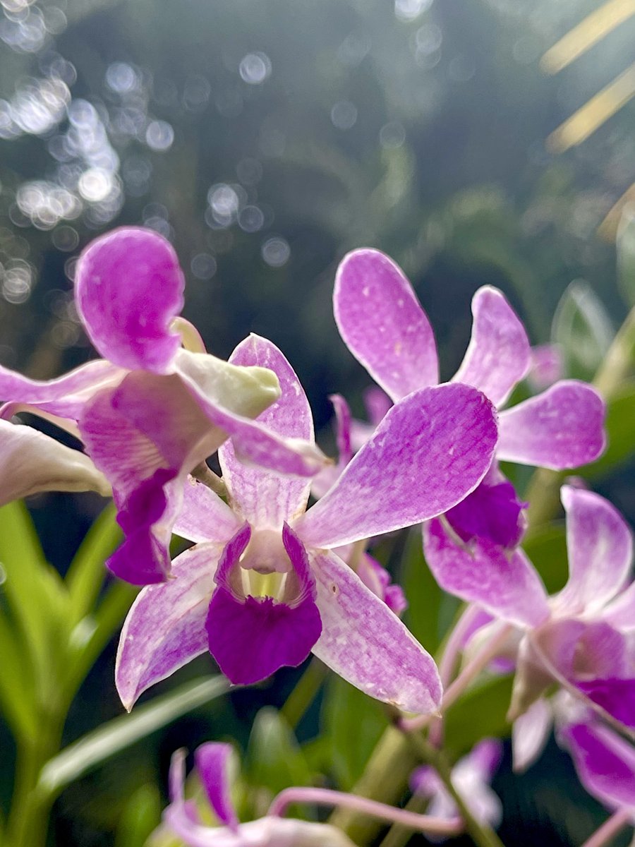 Elsa RamosMéndez on Twitter "Officially is Spring, my flowers today 