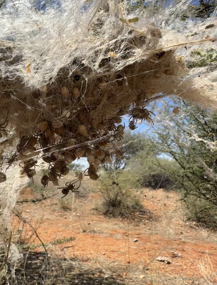 Steven Cassidy tweet media