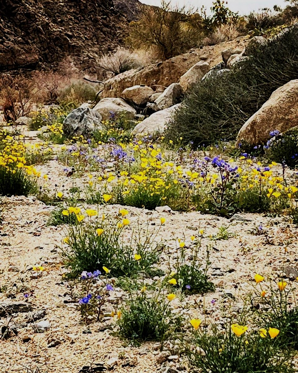 Joshua Tree National Park petroglyphs. #joshuatreenationalpark