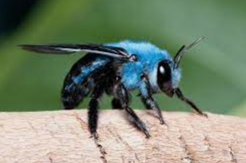 afreebeeNFT's tweet photo. Say hello the The Blue Carpenter Bee! 🐝💙

Xylocopa caerulea is a species of larger bees with distinct blue hairs found in southeast Asia, India and southern China. https://t.co/XdF7lepub9