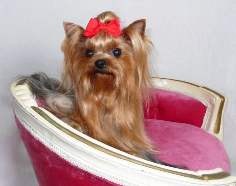 スタジオ撮影なのに　椅子の背に掴まって　ひょっこり愛想を振りまくエンジェル
撮影後はアシスタントの方達のスマホ撮影会になってたそう😅
何処に行っても　天真爛漫
「お写真楽しかったでしゅ」byエンジェル
#ヨーキー #ヨークシャーテリア
#甘えん坊天使は可愛いを名前だと思ってるかも