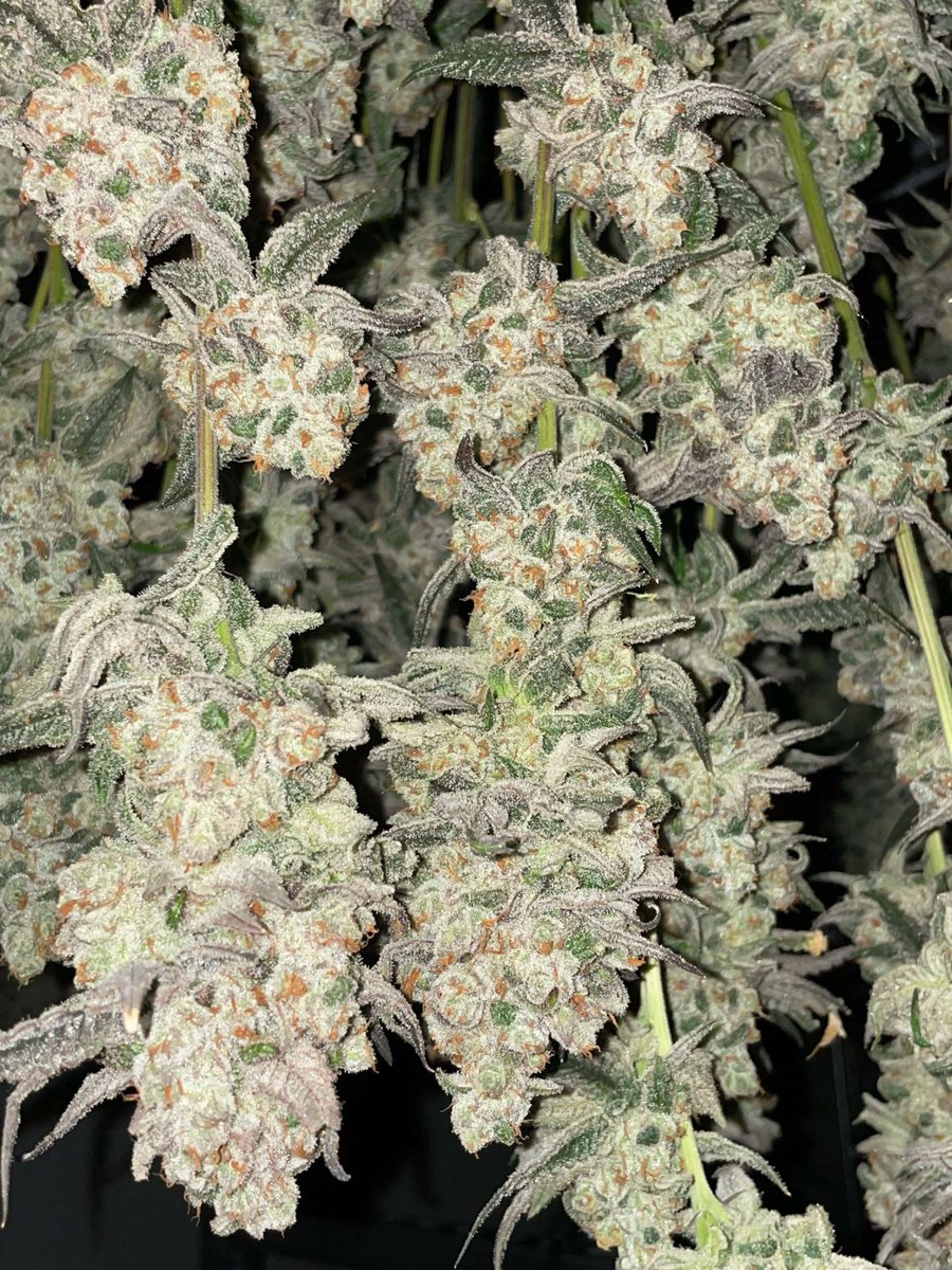 Spiced Peaches looking very frosty with some great bag appeal that is surely to be something you'd want in your collection
Link in Bio

#Greenhandgenetics #JGYO #Homegrow #Greenhouse #Mmemberville #MMJ