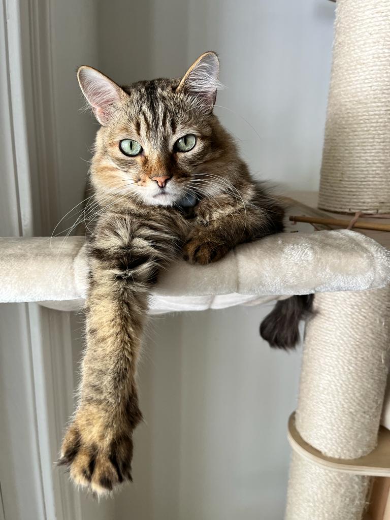 Natalia Albuquerque (@nsalbuquerq) on Twitter photo Synchronous citizen science: A new method for #cat #behavior #research!🐱
Our new paper on the method we developed during the #COVID19 #pandemics to study cat behavior is out: authors.elsevier.com/c/1gnP65YRMIU5…
<a href="/nailafukimoto/">huge unpredictable ape</a> <a href="/carine_savalli/">Carine Savalli</a> <a href="/cienciausp/">Ciência USP</a> <a href="/usponline/">USP - Universidade de São Paulo</a> <a href="/unifesp/">Unifesp</a> <a href="/CAPES_Oficial/">CAPES</a> Synchronous citizen science: A new method for #cat #behavior #research!🐱
Our new paper on the method we developed during the #COVID19 #pandemics to study cat behavior is out: authors.elsevier.com/c/1gnP65YRMIU5…
<a href="/nailafukimoto/">huge unpredictable ape</a> <a href="/carine_savalli/">Carine Savalli</a> <a href="/cienciausp/">Ciência USP</a> <a href="/usponline/">USP - Universidade de São Paulo</a> <a href="/unifesp/">Unifesp</a> <a href="/CAPES_Oficial/">CAPES</a>