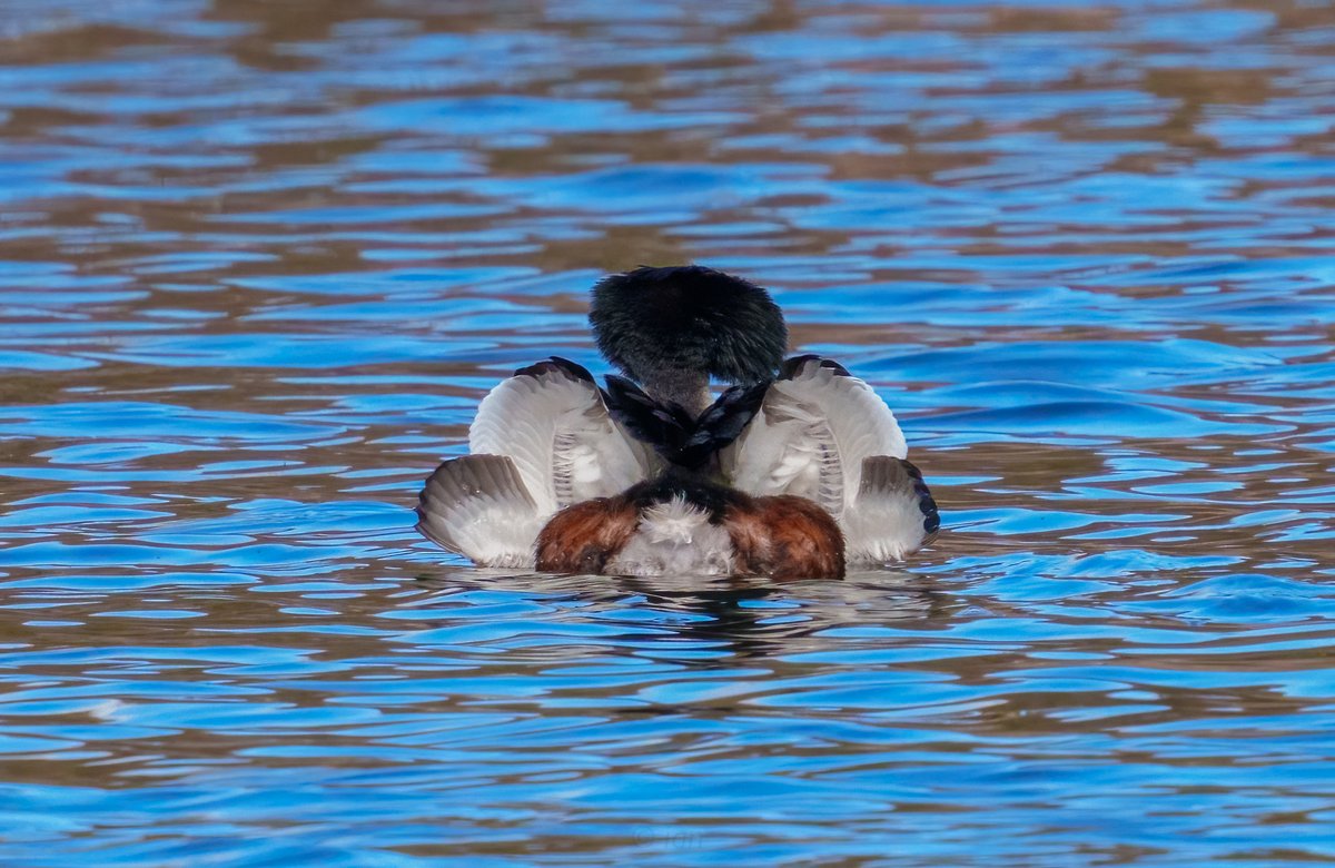 grebe seriously wound up, never seen this display before  #wildlife #nature #wildlifephotography #naturephotography #birds #photography #animals #bird #naturelovers #wild #animal  #photooftheday #birdphotography #perfection #sony #birdwatching #captures #natgeo #birding
