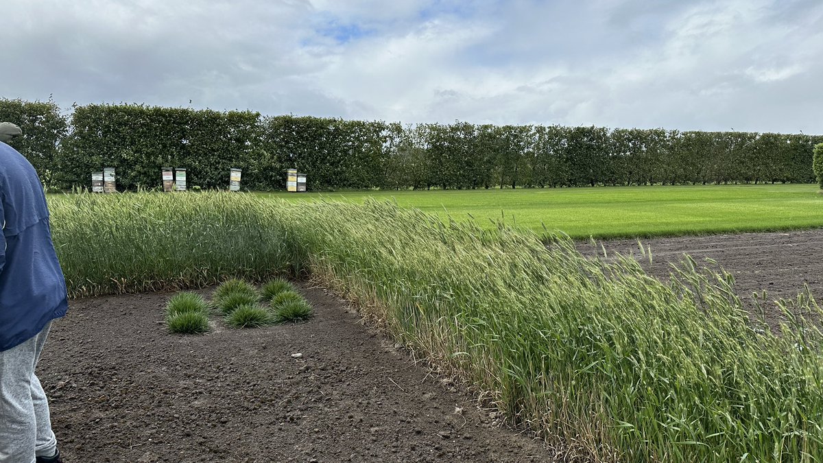campbellturf's tweet photo. Turf research time #turfdays https://t.co/fmwEH5N690