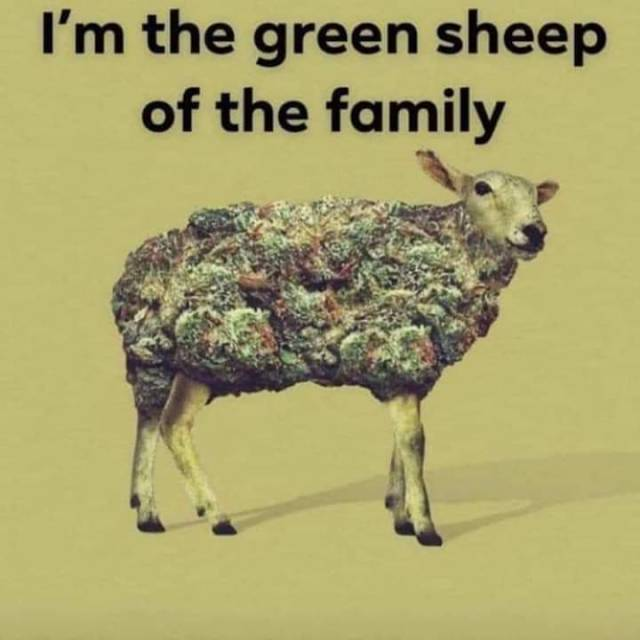 creativitycanna's tweet photo. Baaaaaaaa
-
#creativity #pilgrimsoul #cannabisculture #creative #creativethinkingjournal #creativethinking #cannabiscommunity #creativitychallenge #pilgrimsoulcreative #creativechallenge #Creativereflections #Creativefocus #Creativeawareness https://t.co/v4Oz0lOybI