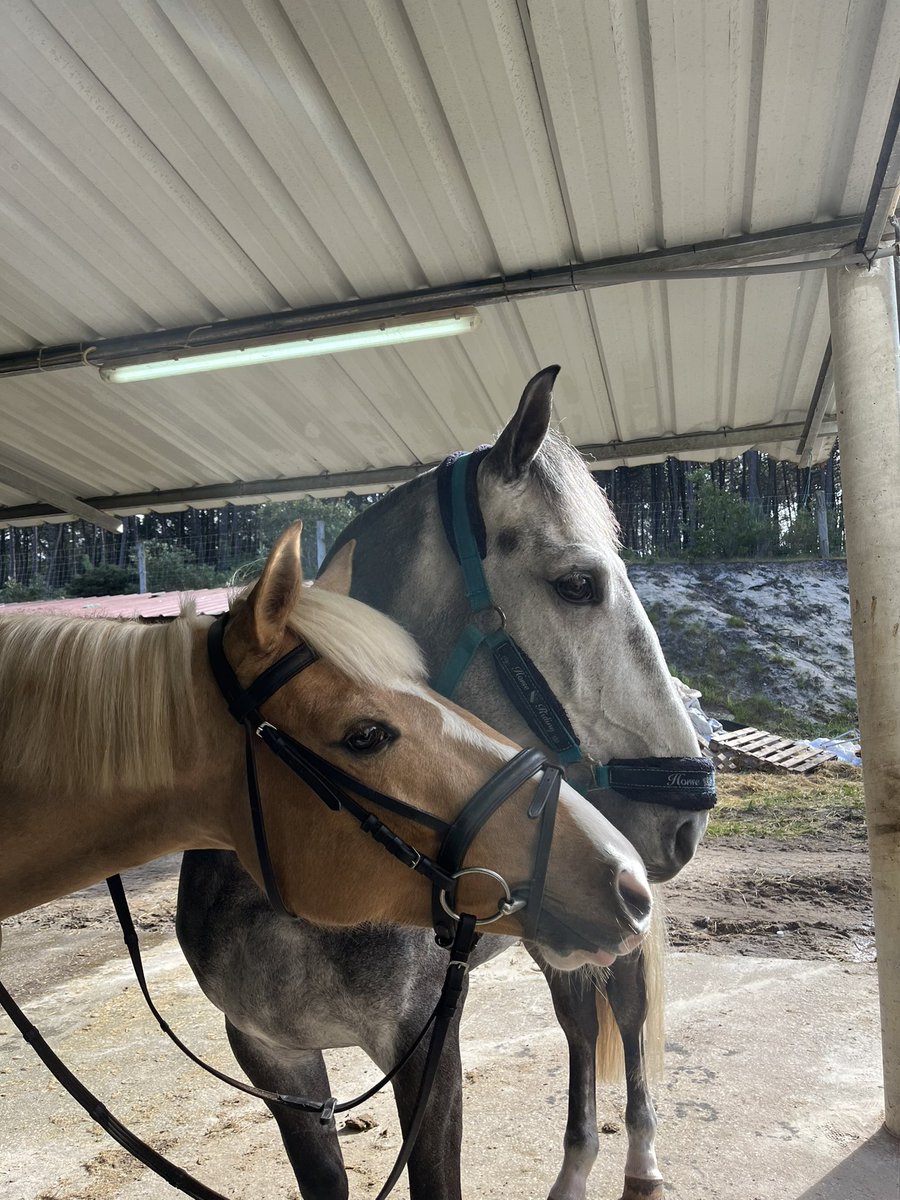 o meu cavalo tem uma vida amorosa melhor que a minha 😭