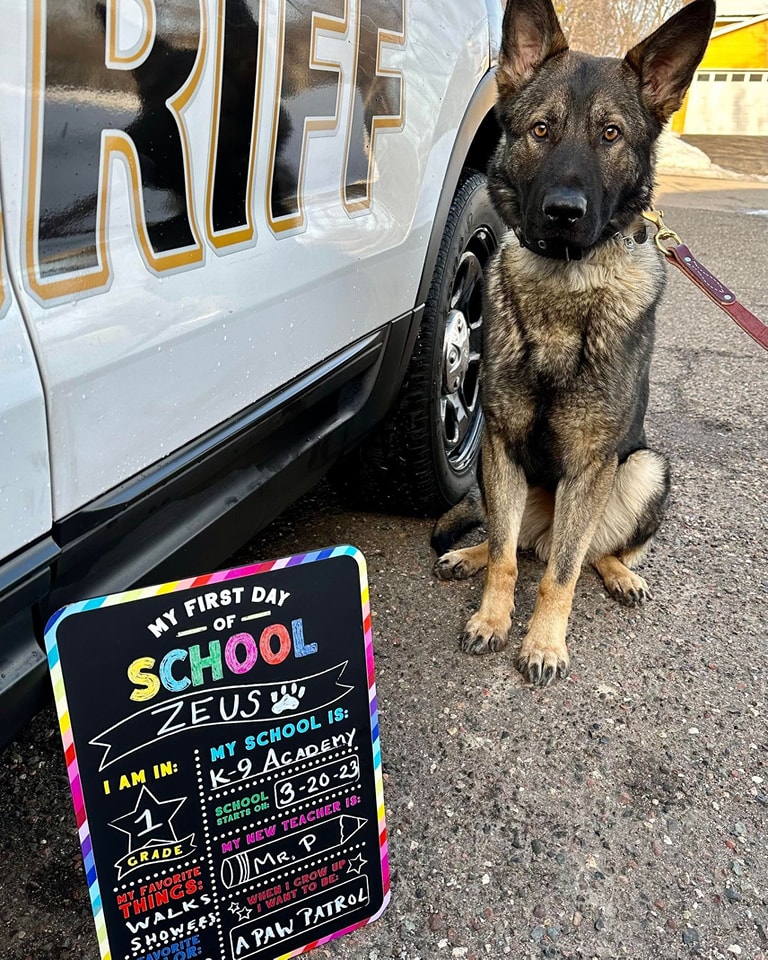 Ramsey County, meet your newest pup. This is Zeus. He's a purebred German shepherd from Slovakia. Right around 1 and just started K-9 school yesterday. It won't be long until he's out and about helping keep our county safe. Welcome to the team, buddy!