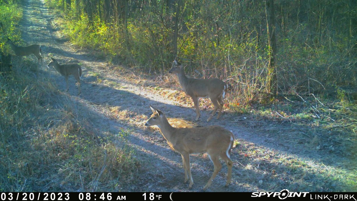 Ok, everybody freeze!!  Psst?  What are we looking at? 

#spypoint #spypointtrailcameras #spypointcameras @spypointcamera
#deerseason #gamecamera #whyIspypoint #teamspypoint