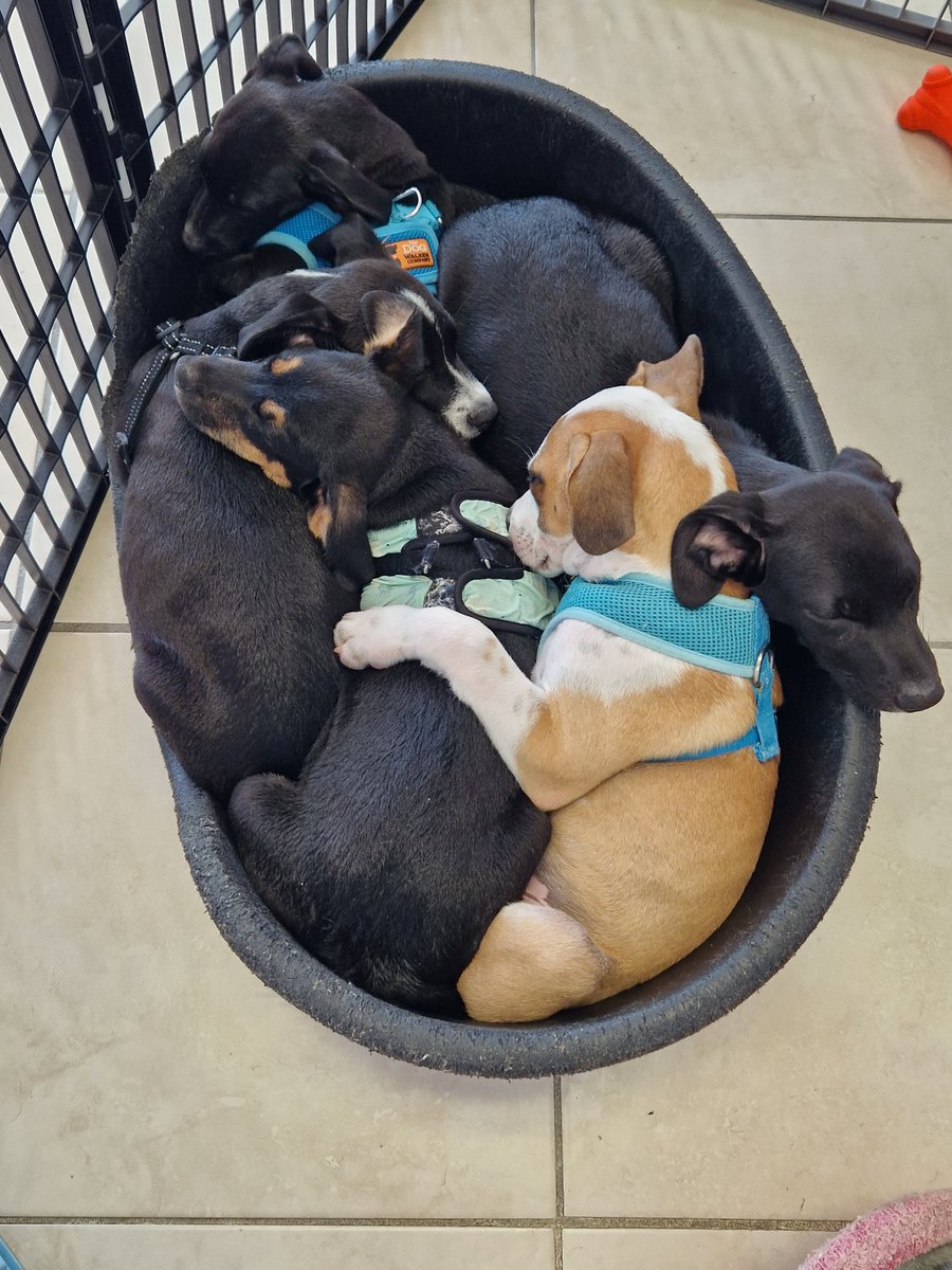 potcakeplace's tweet photo. @MadScientistFF You've been adopted.
#potcakeplace #potcake #untiltheyallhaveahome https://t.co/97GHMSTeZ5
