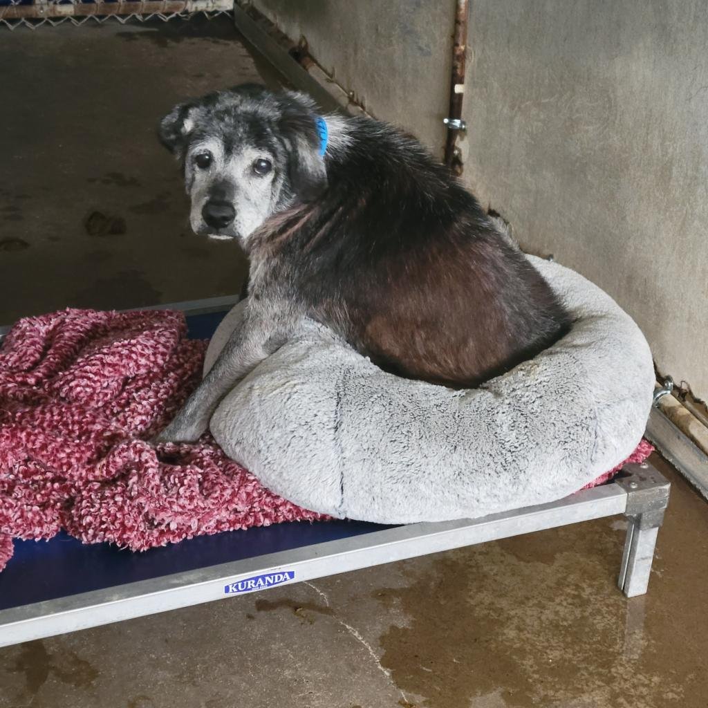 Sandra Cristina (@sandrak93322487) on Twitter photo The sight of Locust breaks my heart💔"He has a severe ear infection in both ears,medical team flushed & cleaned his ears,however,due to his pain, swelling & thick scarring he will need sedation to continue treatment"😭🥺10 yrs old💔
TX PalmValley Edinburg 📧rescue@pvastx.org The sight of Locust breaks my heart💔"He has a severe ear infection in both ears,medical team flushed & cleaned his ears,however,due to his pain, swelling & thick scarring he will need sedation to continue treatment"😭🥺10 yrs old💔
TX PalmValley Edinburg 📧rescue@pvastx.org
