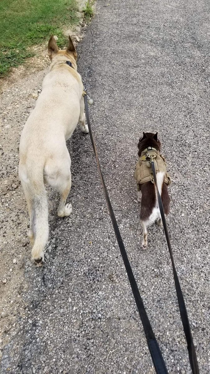 GaryACarlo's tweet photo. Even though he's gone, Sig will always be walking with his brothers
#GSD_Sig #RIP #MissYou #MyBestFriend #BestDogEver #BMC_Colt #BelgianMalinoisX #CCS_Bandit #TazmainianDevil https://t.co/jtQLfj7bX3