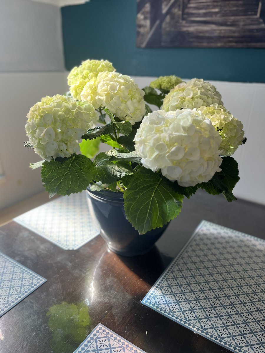 LilVikingGardns's tweet image. Spring Planter: white hydrangea in a blue pot
A beautiful hydrangea situated in a cheery blue pot makes a beautiful statement to any room of your home or as a nice centre piece for your table
#littlevikinglandscaping #hydrangeaflower #seasonalplanters #springplanter #NovaScotia