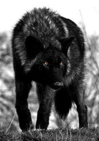 protectourwolf1's tweet photo. #wolves #wolfhowl #greywolf #wolfdog #WolfHowling https://t.co/kutqsRv9oI