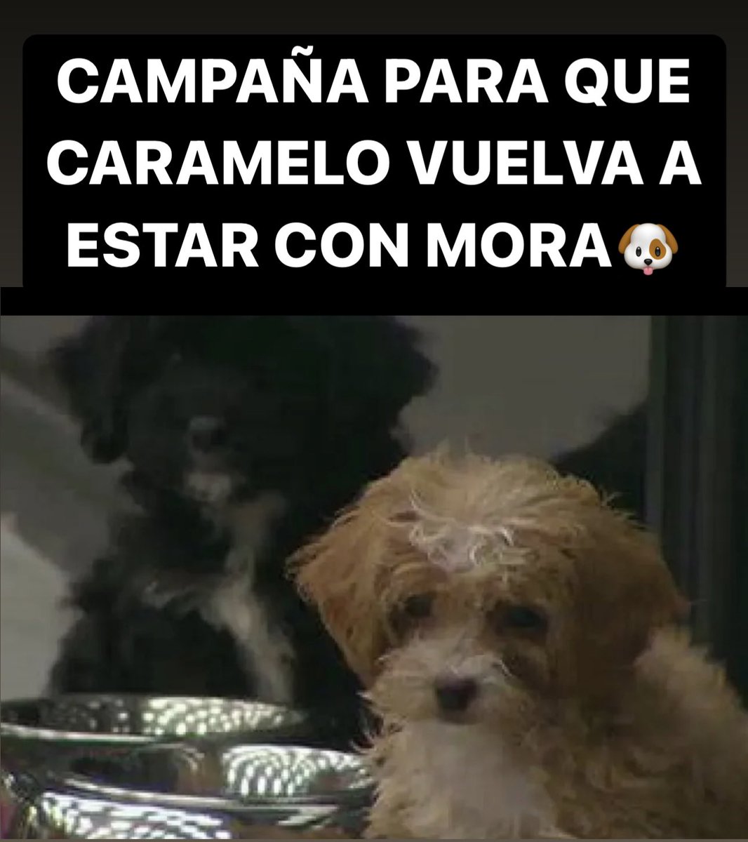 msv47's tweet photo. #NUTRIBON
#DevuelvanACaramelo
#DevuelvanACaramelo
#DevuelvanACaramelo https://t.co/IolNz5CPoR