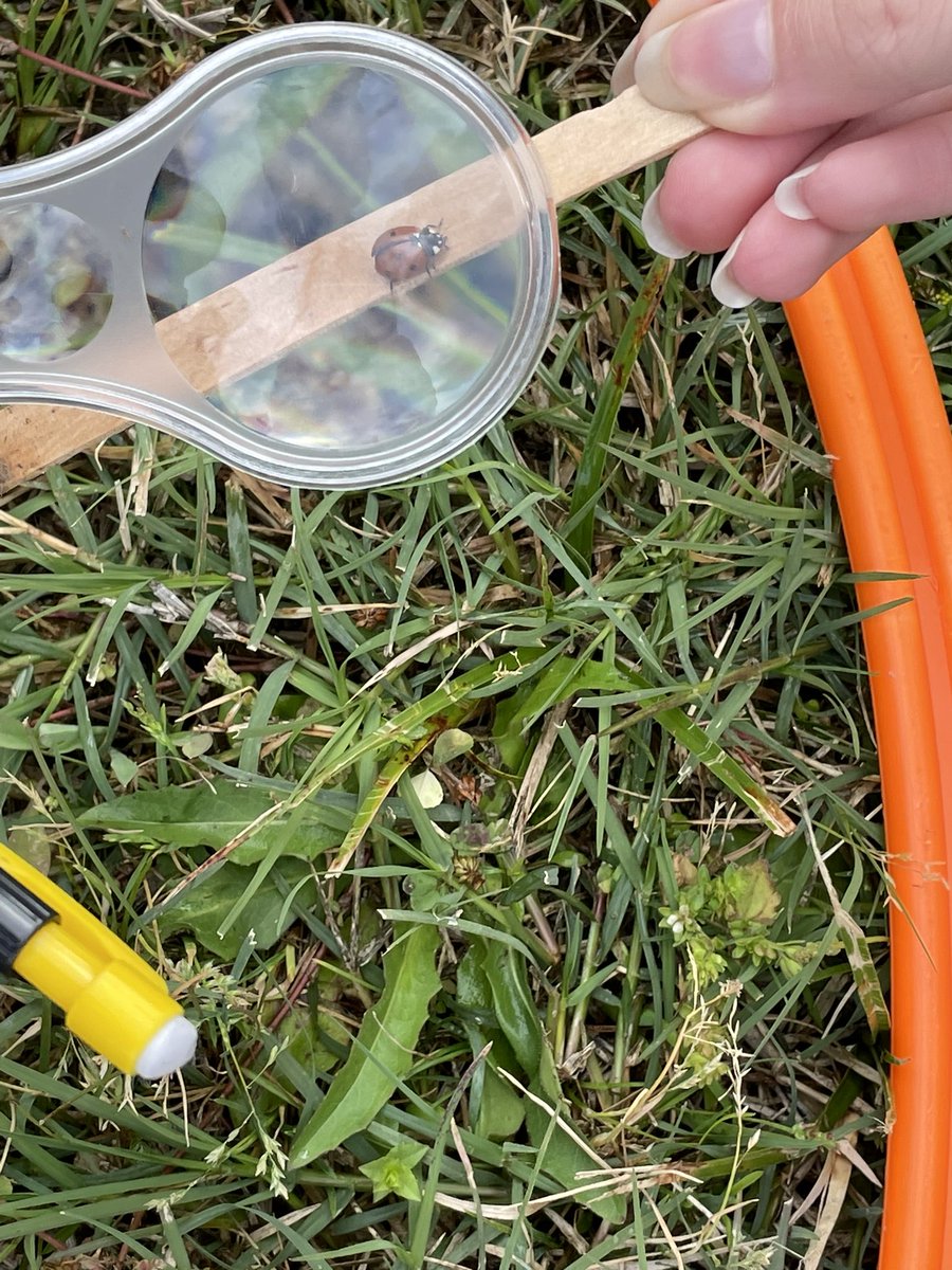 mazzola5961's tweet photo. 7th graders explore micro habitats. @AdrianLBerg @HallScience17 @AprilHanawalt @ChristinaSJHSci @SJHCats #sjhbrightertogether #lookingforbugs https://t.co/szt9vxkYoS