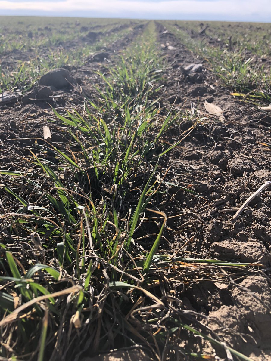 ECSAgronomy's tweet photo. Wheat in NW Kansas is off to a great start. This Avery, from @PlainsGold, just south of St. Francis KS, is coming out of dormancy with a great stand. Showing some incredible winter hardiness. Excited to watch it through the season. @ECSeeds https://t.co/0dK08YXwo2