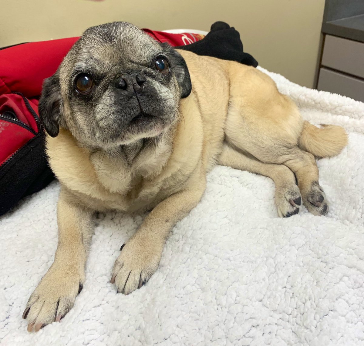 scheanit's tweet image. Goodbye sweet Bogey Bug-A-Boo…. Your In-Your-Face-Sneezing, Momma/Daddy Snuggling, Belly Rubs &amp;amp; Treat-Loving self will be oh so sorely missed… 💔😢🎈🌈