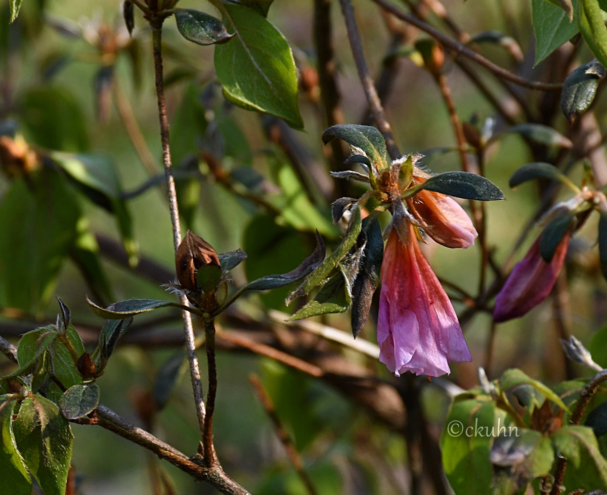 catjkuhn's tweet photo. Well, after #lawnpatrol, it seems all the #azaleas froze last night - it was 26°F 🥶 - but it looks like the #wildflowers survived. We'll see what pops up when it tops 75°+ later this week.  🤔☀️#Springfreeze #Springtimesurprise #Flowers #FlowerPhotography #NaturePhotography https://t.co/XVjhy9fJfm