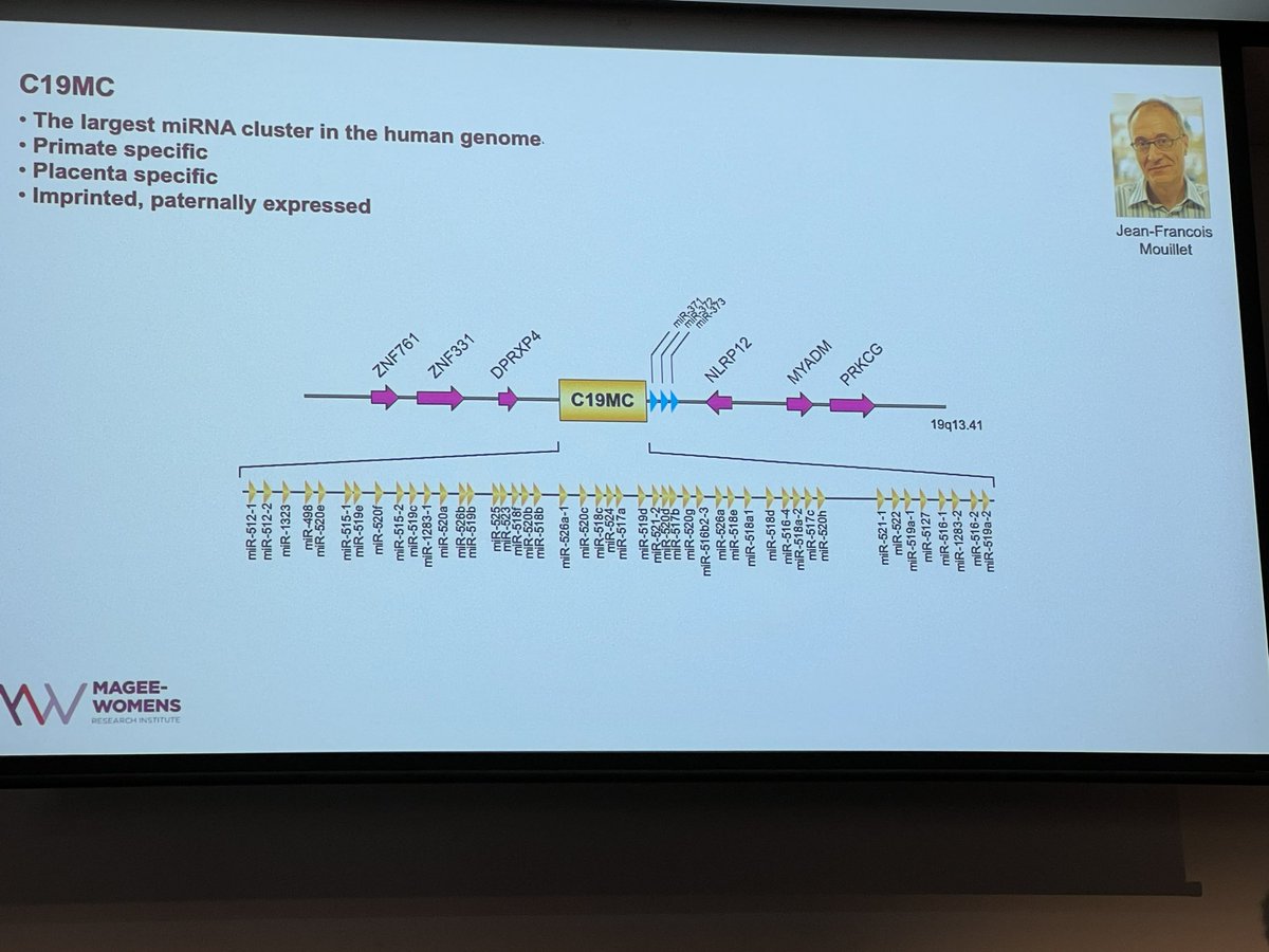 clairetroberts's tweet image. Absolute tour de force from @YoelSadovsky @SRIWomensHealth #placenta satellite on extracellular vesicles &amp;amp; miRNAs in placenta incl primate &amp;amp; placenta specific C19 miRNA cluster #SRI2023 @IFPA_Official @ANZPRA1 @ReproductionSRB