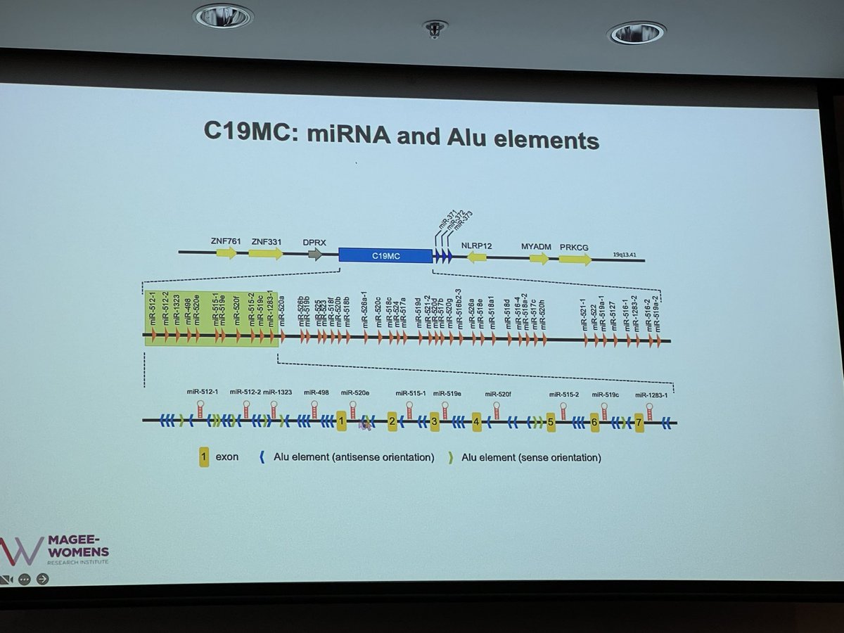clairetroberts's tweet image. Absolute tour de force from @YoelSadovsky @SRIWomensHealth #placenta satellite on extracellular vesicles &amp;amp; miRNAs in placenta incl primate &amp;amp; placenta specific C19 miRNA cluster #SRI2023 @IFPA_Official @ANZPRA1 @ReproductionSRB