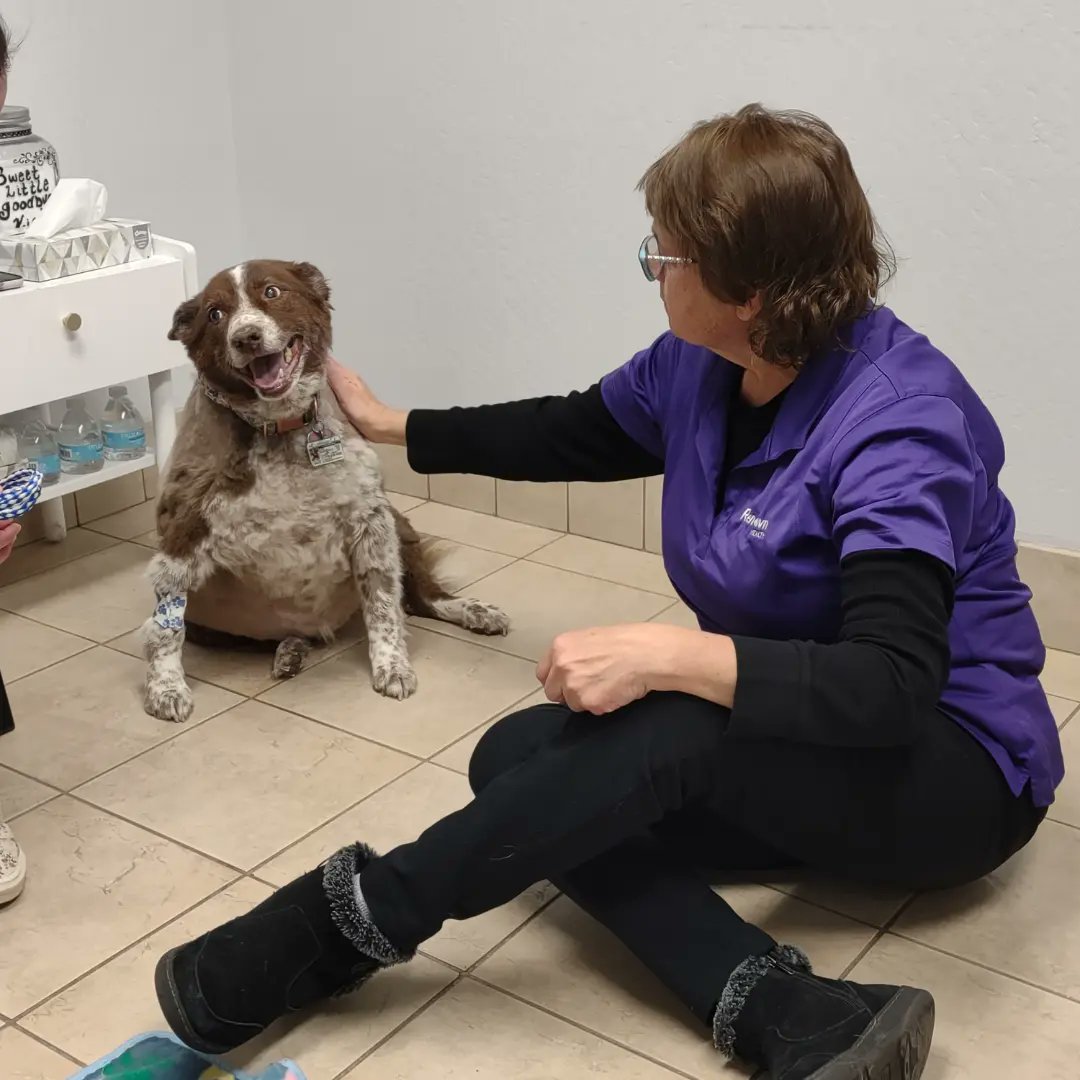 pgfossum's tweet image. We lost our sweet girl today. Elsie was 13 and the greatest girl. Forever in our thoughts and our hearts. #Dog #DogsofTwittter #sad