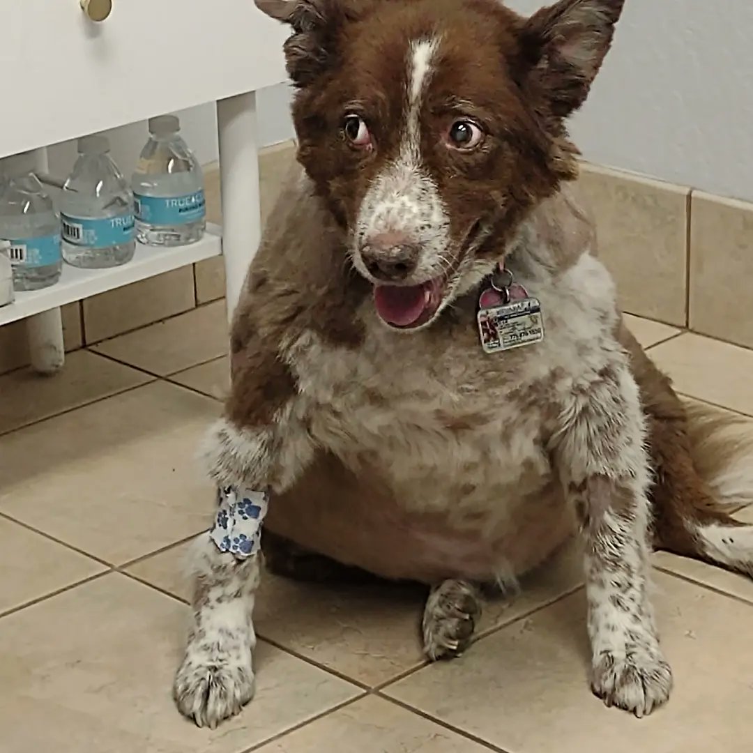 pgfossum's tweet image. We lost our sweet girl today. Elsie was 13 and the greatest girl. Forever in our thoughts and our hearts. #Dog #DogsofTwittter #sad