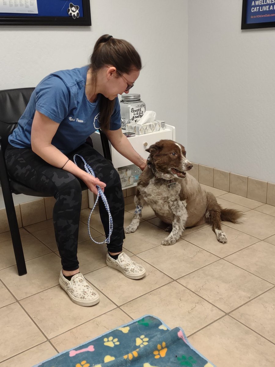 pgfossum's tweet image. We lost our sweet girl today. Elsie was 13 and the greatest girl. Forever in our thoughts and our hearts. #Dog #DogsofTwittter #sad