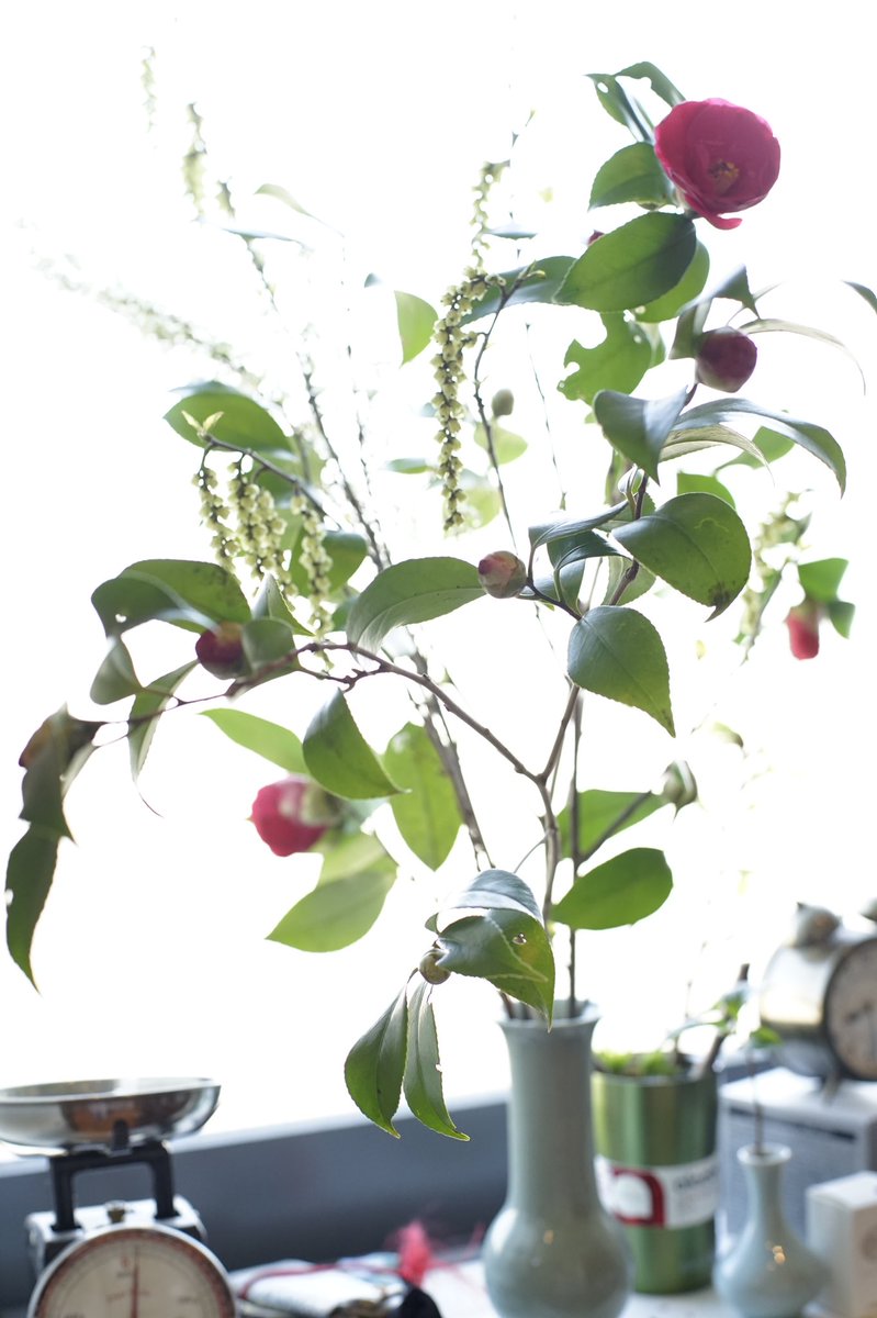 berudiokki's tweet photo. 昨日近くで買った椿ときぶし。
#sonyalpha7ii #planar1450 https://t.co/rczMyYl5uD