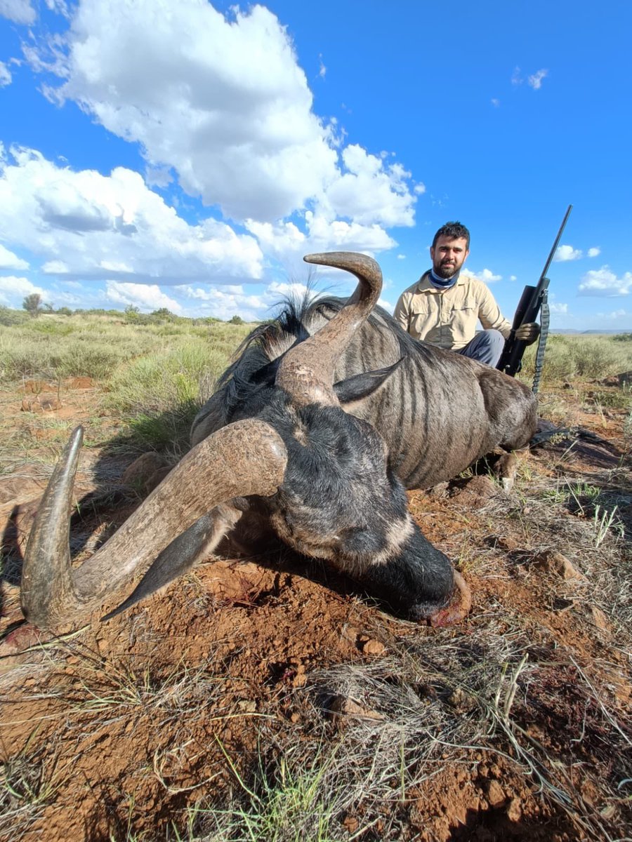 Recently harvested Blue Wildebeest.#otterskloif ⁣
.⁣
.⁣
.⁣
.⁣
.⁣
#archery #bowhunter #bowhunting #deer #deerhunting #deerseason #fishing #guns #hunt #hunter #hunting #huntingbuddy #huntingday #huntingdog #huntinggear #huntingknife #huntinglife #huntinglifestyle