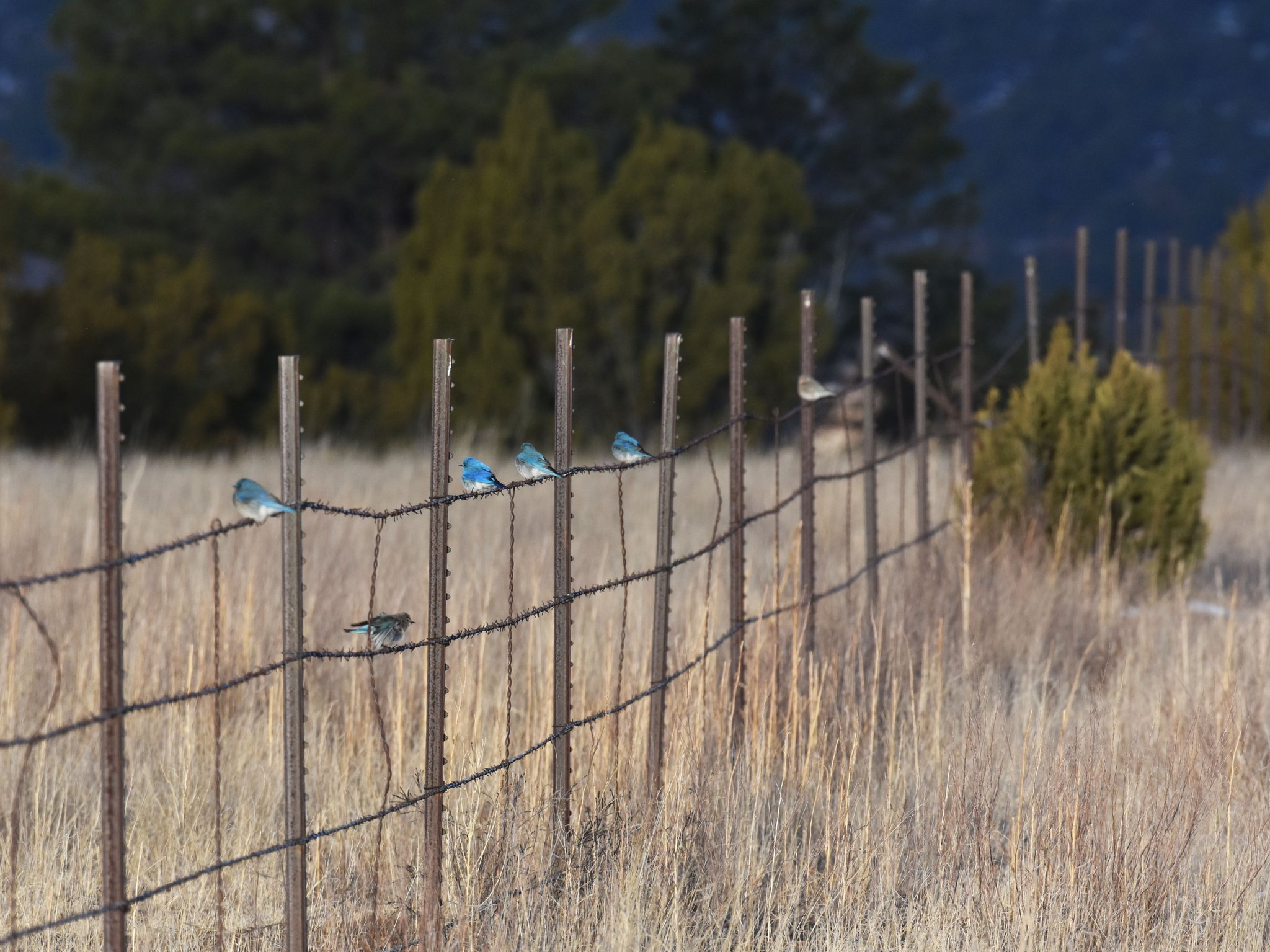 U.S. Fish and Wildlife Service on Twitter: "Getting your ducks in a row