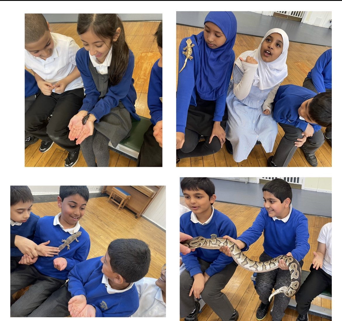 Year 4 Sunning Hill (@shpyear4) on Twitter photo 4T really enjoyed learning about different animals today. Thank you to Curious Critters. 4T really enjoyed learning about different animals today. Thank you to Curious Critters.