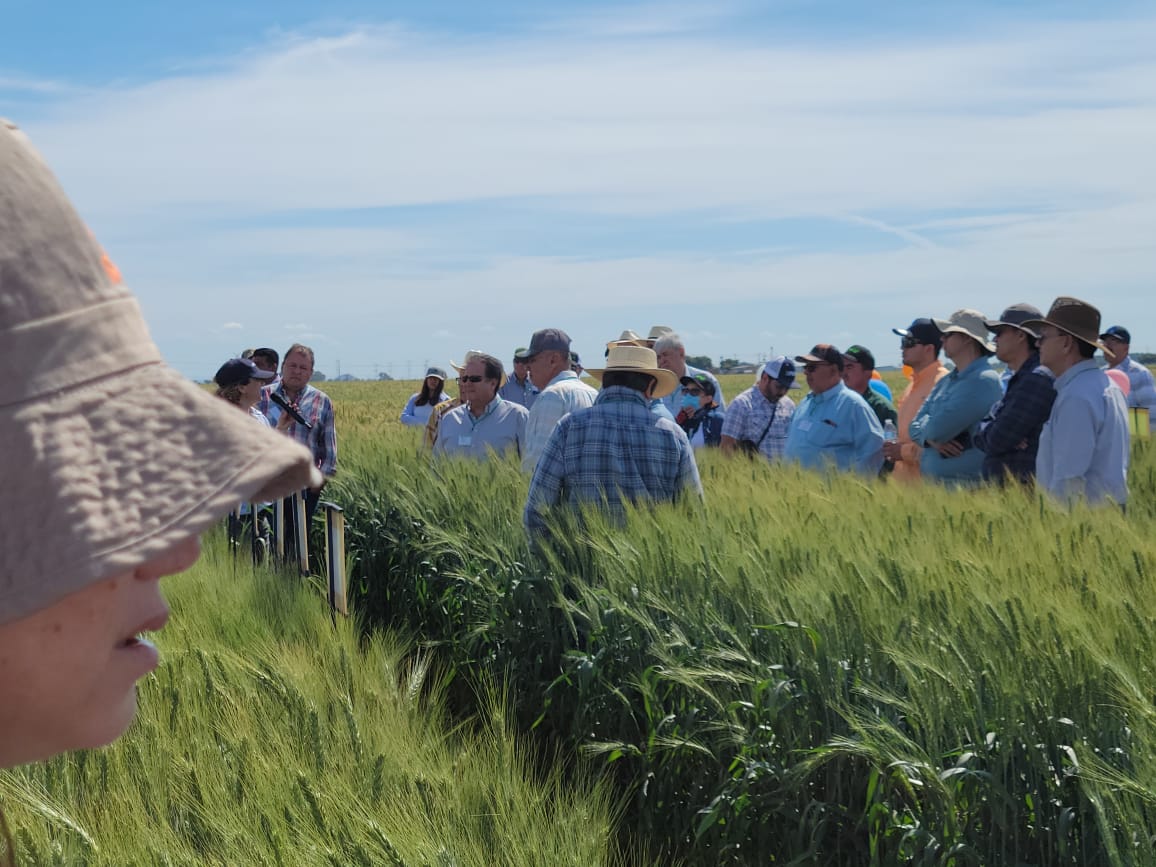 Hub_PACNorte's tweet photo. Agricultores y Técnicos del #HubPac #CIMMYT participando en GWP Field Day (Día de campo, programa global de trigo) bajo el tema "Trigo para el futuro" https://t.co/U9ocEIjd2n