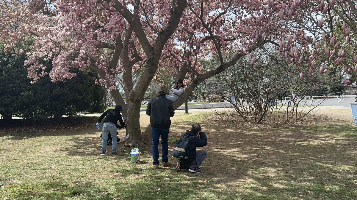 My story today has me feeling like the Lorax! I’m speaking for the trees 🌳🌸 - and the trees (and the National Park Service) are saying “Please don’t climb me!” 

I’ll tell you why tonight at 5 on <a href="/DCNewsNow/">DC News Now</a> 
<a href="/NationalMallNPS/">National Mall NPS</a> <a href="/NatlParkService/">National Park Service</a>
