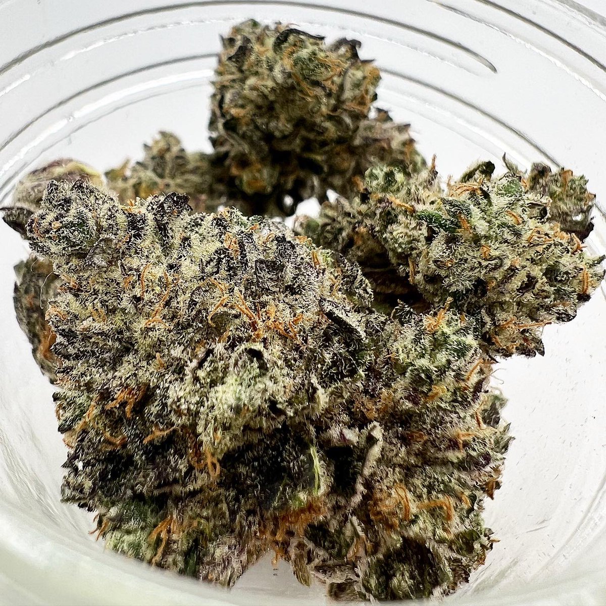 summitextracts's tweet photo. Black Inferno 🖤🔥 (Black Velvet x Devil Driver) harvested and cured to perfection 🤌✨
Coming soon to a dispo near you! 👀 
#partoftheprocess #bts #fromstarttofinish #frombeginningtoend #finishedproduct #wegrewthis #curedtoperfect #mastercure #onlythebest https://t.co/r7vzjrAsWU