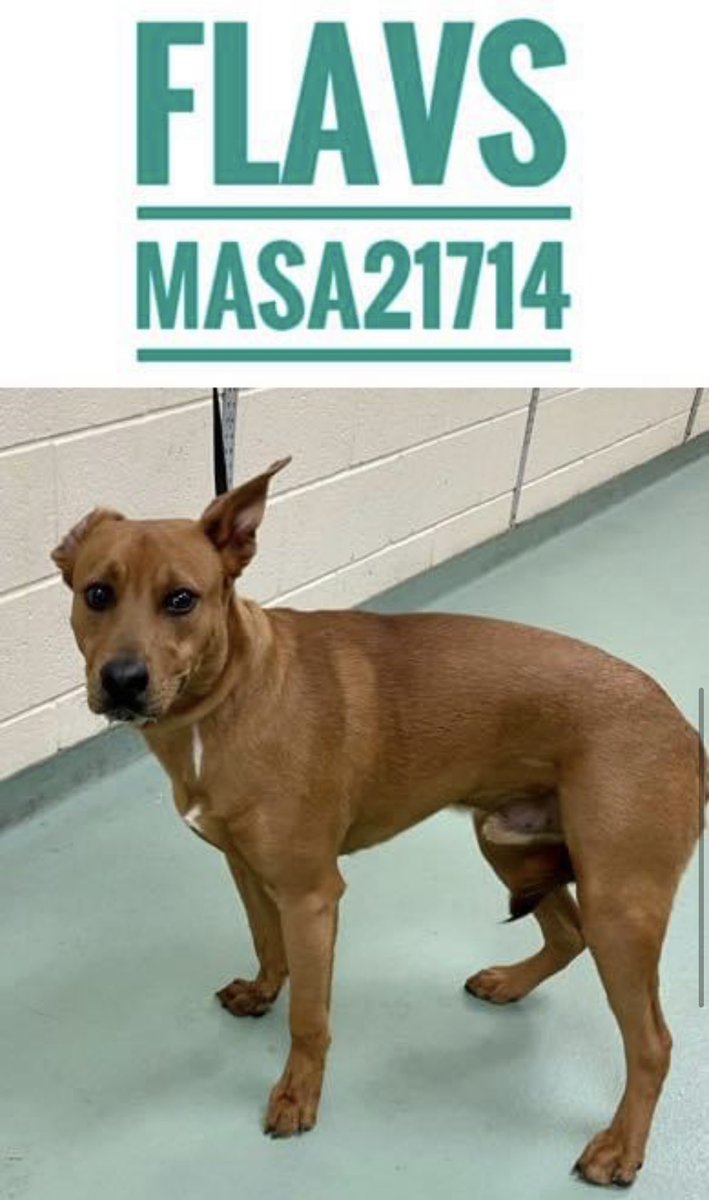 #TN #MEMPHIS
🆘FINAL PLEA🆘Flavs 18mo boy So scared to find himself at shelter-overwhelmed in playgroups &amp; needs more socialising with🐕‍🦺With zero help-he needs a hero fast!
🆘DIES 3/24 without 🔹Adopter 🔹Rescue 🔹Foster
🔹Pledge #MASA21724 HELP
m.facebook.com/story.php?stor…