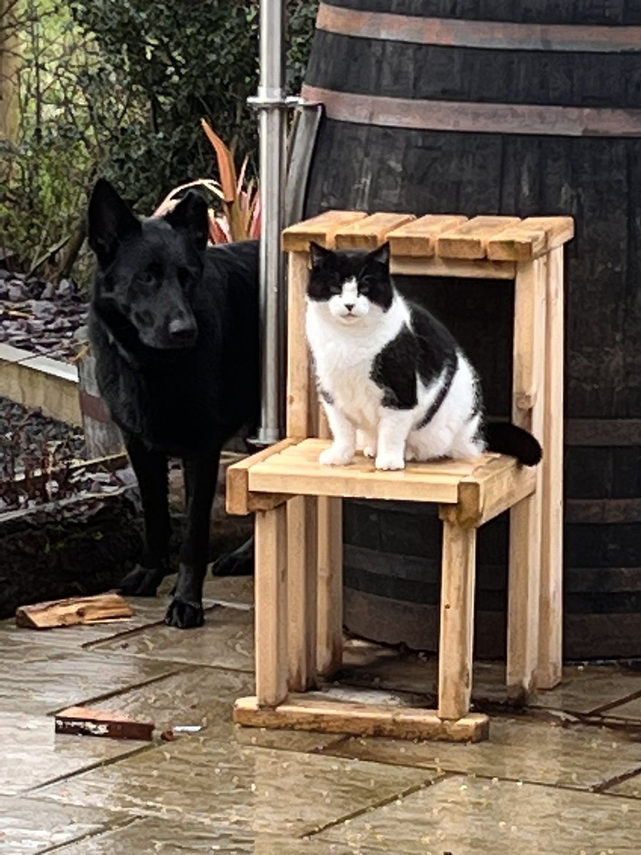 3466Maggie's tweet photo. Best friends Harper &amp; McFluffins #gsd #gsdpup #gsdtiktok #gsdinstagram #germanshepherd #germanshepherdtiktok #germanshepherdinstagram #blackgermanshepherd #blackgermanshepherdinstagram #blackgermanshepherdtiktok #gsdowner #Cat #CatsOfTwitter #instagram https://t.co/8R6Dg5JDOG