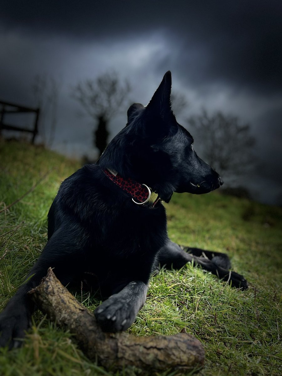 3466Maggie's tweet photo. #gsd #gsdpup #gsdtiktok #gsdinstagram #germanshepherd #germanshepherdtiktok #germanshepherdinstagram #blackgermanshepherd #blackgermanshepherdinstagram #blackgermanshepherdtiktok #gsdowner few wee pics of my girl 🥰 https://t.co/syYVnmwvuE