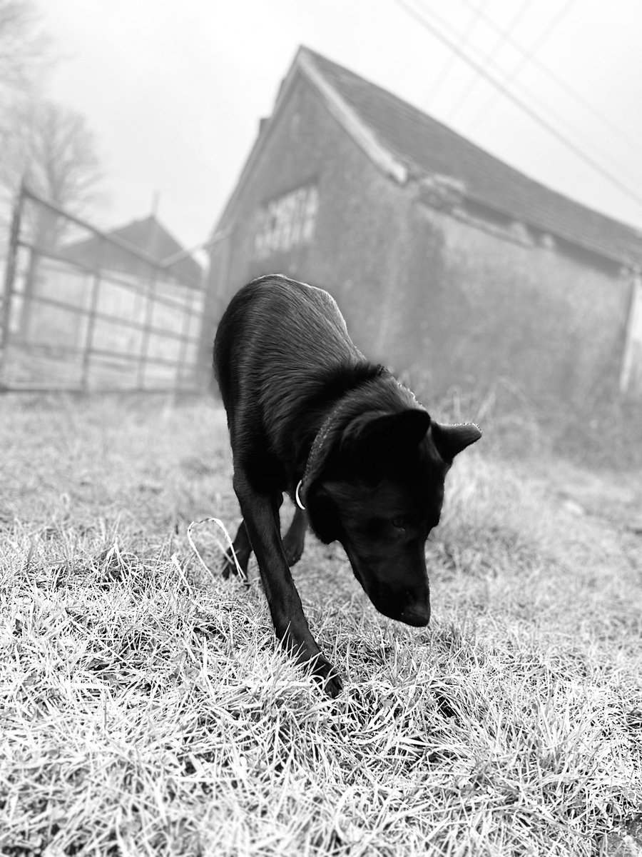 3466Maggie's tweet photo. #gsd #gsdpup #gsdtiktok #gsdinstagram #germanshepherd #germanshepherdtiktok #germanshepherdinstagram #blackgermanshepherd #blackgermanshepherdinstagram #blackgermanshepherdtiktok #gsdowner few wee pics of my girl 🥰 https://t.co/syYVnmwvuE