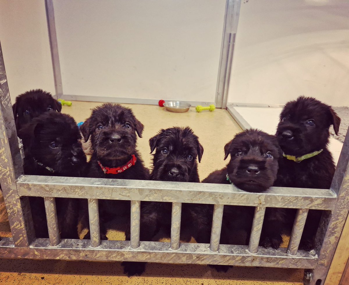 Meet TPD Alberts little brothers and sisters now 5 weeks. Owner Ceara has done a remarkable job hand rearing them since day 2 when mum Quinn was seriously i’ll. Mum and pups all now doing well.