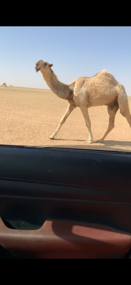 shaman0's tweet photo. 🔥 المصطفق 🔥 
ماشاء الله تبارك الله https://t.co/9SfZCVJyTZ