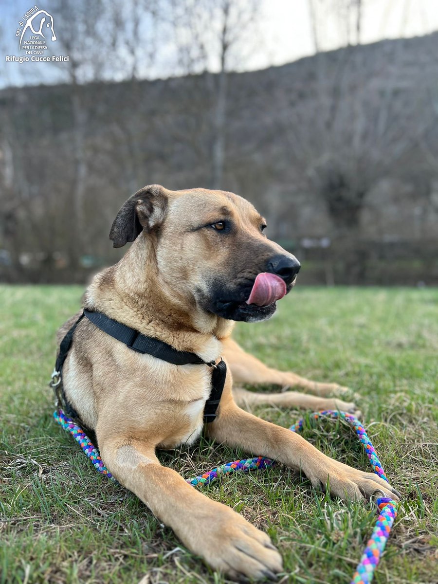 cuccefelici's tweet photo. Umbro è un meticcio #molosso di taglia grande, nato alla fine del 2021.
È ben socializzato, vivace, affettuoso e sa andare al guinzaglio. Aspetta una famiglia che lo accolga per sempre ❤️🐾🐕🏠
🤝 Vieni a conoscerlo in Rifugio! https://t.co/Tk0TjKesvd #canile #LAquila #Abruzzo https://t.co/lrMx4JqxuU